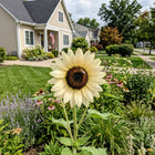 Heirloom Vanilla Ice Sunflower Seeds - 100 Seeds