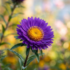Heirloom Purple Aster Seeds - 50 Seeds