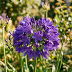 Deep Purple African Lily Seeds - 50 Seeds