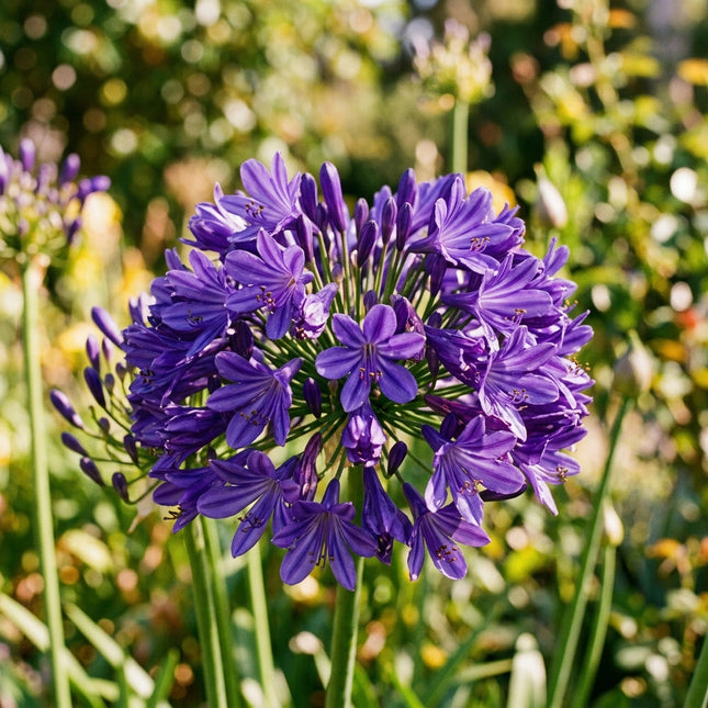 Magnificent 50 African Lily Flower Seeds, Deep Purple - Fast Growing, Nature Inspired Landscape, Long Lasting Patio Blooms