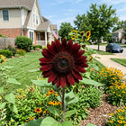 Chocolate Sunflower Seeds - 100 Seeds