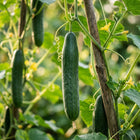 Persian Cucumber Seeds - 50 Seeds