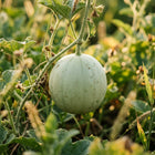 Honeydew Melon Seeds - 80 Seeds