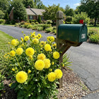 Pompon Yellow Dahlia Seeds - 50 Seeds