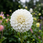 Pure White Dahlia Seeds - 100 Seeds