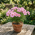 Heirloom Pink Cosmos Seeds - 100 Seeds
