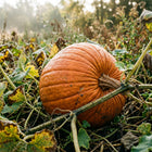 Jack O Lantern Pumpkin Seeds - 15 Seeds