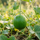 Emerald Sweet Melon Seeds - 50 Seeds