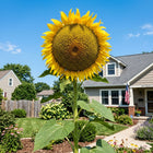 Mammoth Russian Sunflower Seeds - 100 Seeds