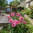 Fast-Growing Pink Dahlia Seeds - 50 Seeds