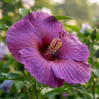Purple Giant Hibiscus Seeds - 100 Seeds