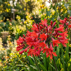 Red African Lily Seeds - 50 Seeds
