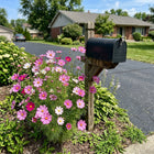 Striped Cosmos Seeds - 100 Seeds