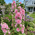 Double Pink Hollyhock Seeds - 100 Seeds