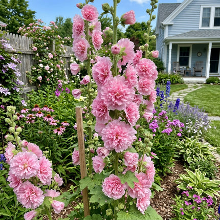 Exquisite 100 Hollyhock Flower Seeds, Double Pink - Cut Flower Arrangements, Easy to Grow, Premium Heirloom Seeds