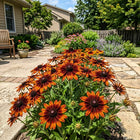 Mahogany Black Eyed Susan Seeds - 300 Seeds