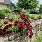Burgundy Black Eyed Susan Seeds - 300 Seeds