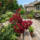 Dark Red Crape Myrtle Seeds - 100 Seeds