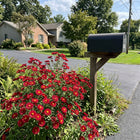 Red Aster Seeds - 50 Seeds