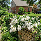 White Crape Myrtle Seeds - 100 Seeds