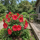 Hardy Red Hibiscus Seeds - 100 Seeds