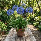Giant Blue African Lily Seeds - 35 Seeds
