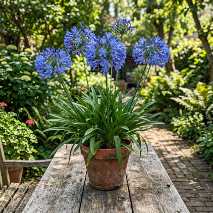 35 Giant Blue African Lily Seeds for Planting - Premium Heirloom Giant Blue African Lily Seeds for Home Garden