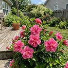 Double Pink Hibiscus Seeds - 100 Seeds