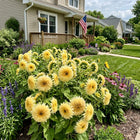 Pale Yellow Teddy Bear Sunflower Seeds - 100 Seeds
