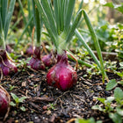 Red Bulb Onions Seeds - 1,000 Seeds