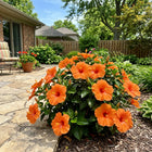 Orange Hibiscus Seeds - 100 Seeds