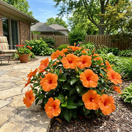 100 Count Orange Hibiscus Seeds - Long Lasting Patio Blooms, Easy to Grow, Vibrant Floral Display