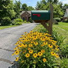 Chocolate Black Eyed Susan Seeds - 300 Seeds