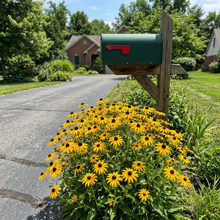 Exquisite 300 Black Eyed Susan Flower Seeds, Chocolate - Vibrant Floral Display, for Home Garden, Premium Heirloom Seeds