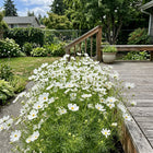 White Cosmos Garden Display Seeds - 100 Seeds