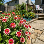 Bicolor Red Zinnia Seeds - 100 Seeds