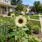 White Nite Sunflower Seeds - 100 Seeds