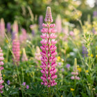 Pink Russell Lupine Seeds - 100 Seeds