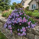 Striped Aster Seeds - 50 Seeds