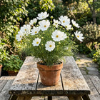 Heirloom White Cosmos Seeds - 100 Seeds