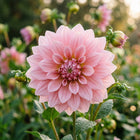 Pastel Pink Dahlia Seeds - 50 Seeds