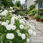 Double White Cosmos Seeds - 100 Seeds