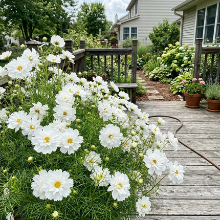 Lush 100 Cosmos Flower Seeds, Double White - Cut Flower Arrangements, Outdoor Patio Decor, Long Lasting Patio Blooms