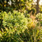 Green African Lily Seeds - 50 Seeds