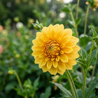 Golden Yellow Dahlia Seeds - 100 Seeds
