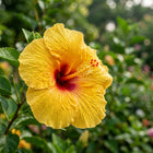 Yellow Peach Giant Hibiscus Seeds - 100 Seeds