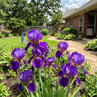 Purple Iris Seeds - 50 Seeds