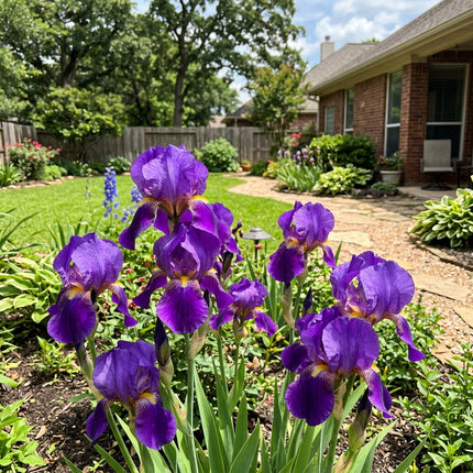 Fresh 50 Purple Iris Seeds for Home Gardening - Fast Growing, Beginner Friendly Planting, Outdoor Patio Decor