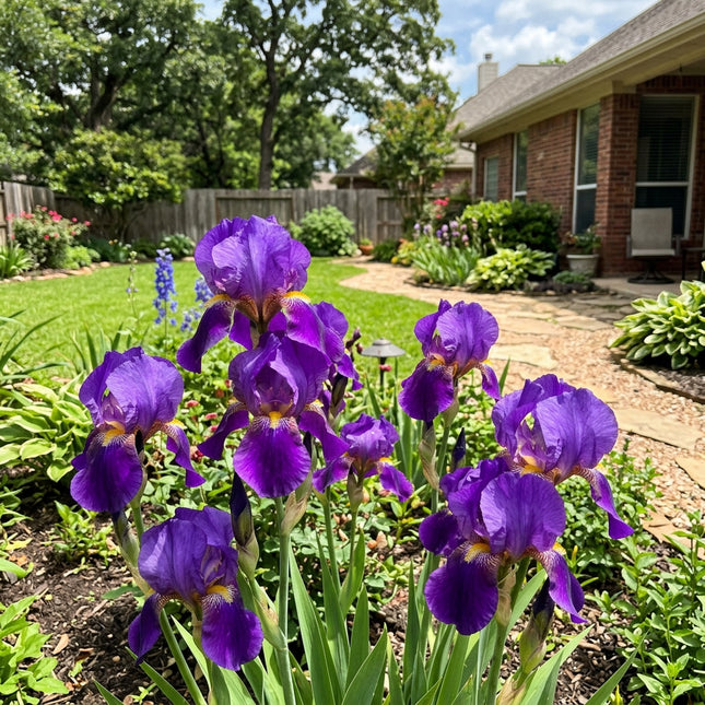 Fresh 50 Purple Iris Seeds for Home Gardening - Fast Growing, Beginner Friendly Planting, Outdoor Patio Decor