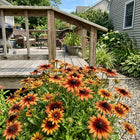Copper Black Eyed Susan Seeds - 300 Seeds